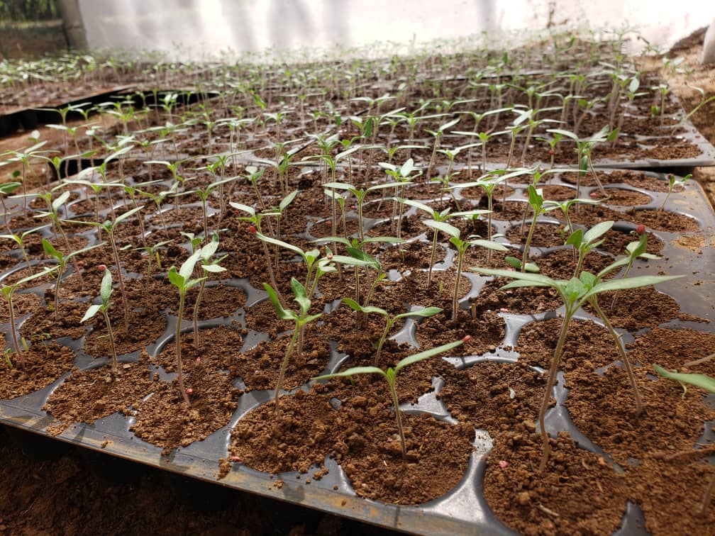 TzRedeso's tweet photo. Progress of the Tomato seedlings (DHAHABU F1). About 900 seedlings expecting to feed the green house and open drip irrigation structures @usembassytz @HelpAge @maendeleoyajami @dr_mpango https://t.co/fjzQN0hxN6