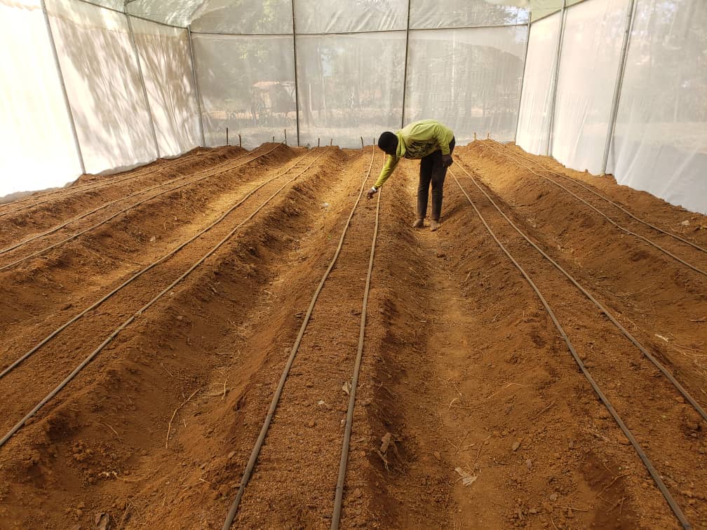 TzRedeso's tweet photo. Progress of the Tomato seedlings (DHAHABU F1). About 900 seedlings expecting to feed the green house and open drip irrigation structures @usembassytz @HelpAge @maendeleoyajami @dr_mpango https://t.co/fjzQN0hxN6