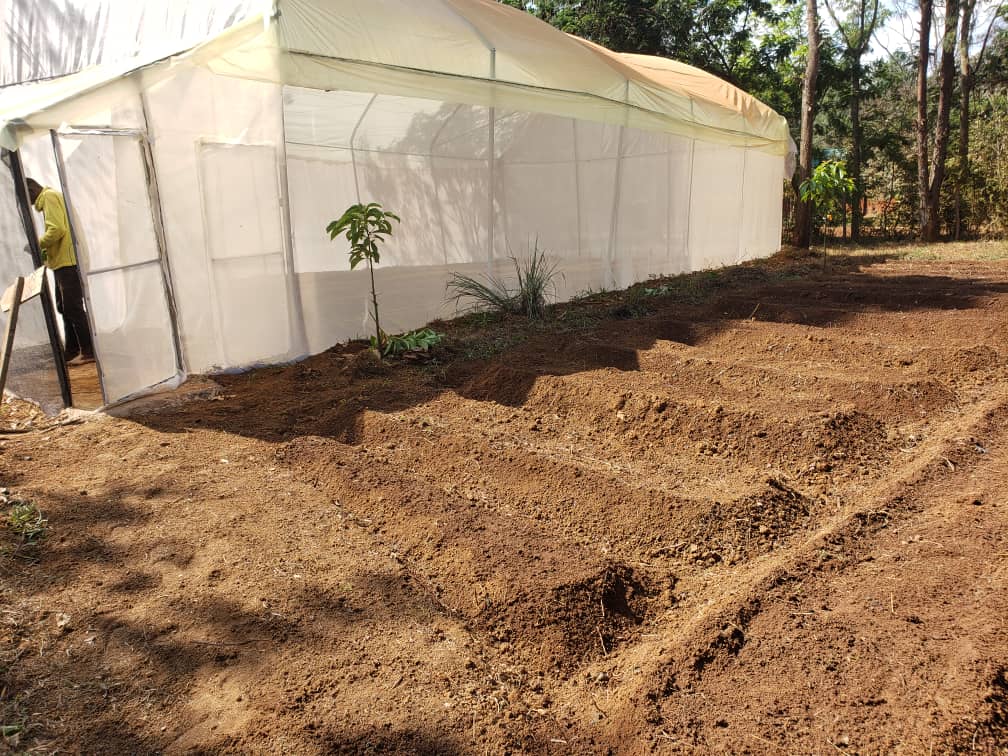 TzRedeso's tweet photo. Progress of the Tomato seedlings (DHAHABU F1). About 900 seedlings expecting to feed the green house and open drip irrigation structures @usembassytz @HelpAge @maendeleoyajami @dr_mpango https://t.co/fjzQN0hxN6