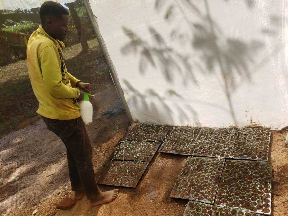 TzRedeso's tweet photo. Progress of the Tomato seedlings (DHAHABU F1). About 900 seedlings expecting to feed the green house and open drip irrigation structures @usembassytz @HelpAge @maendeleoyajami @dr_mpango https://t.co/fjzQN0hxN6