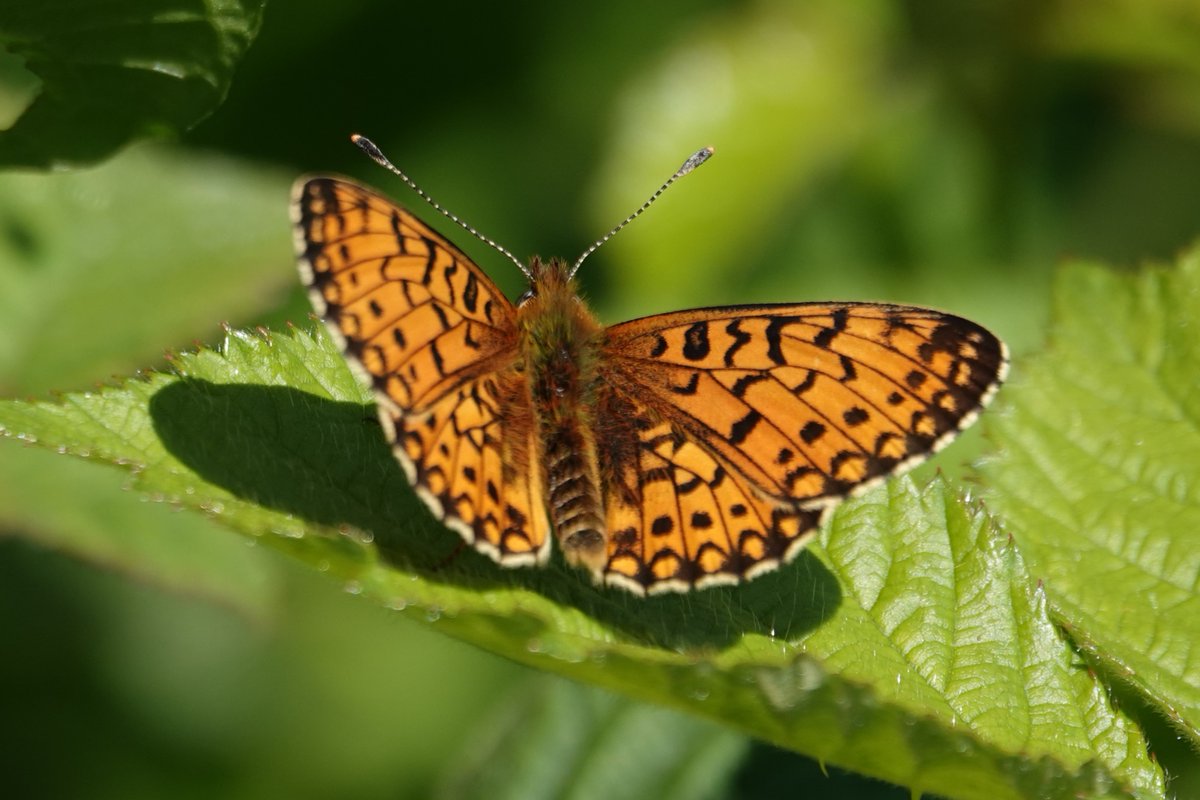 Welsh_Nature_Lady 🏴 tweet media