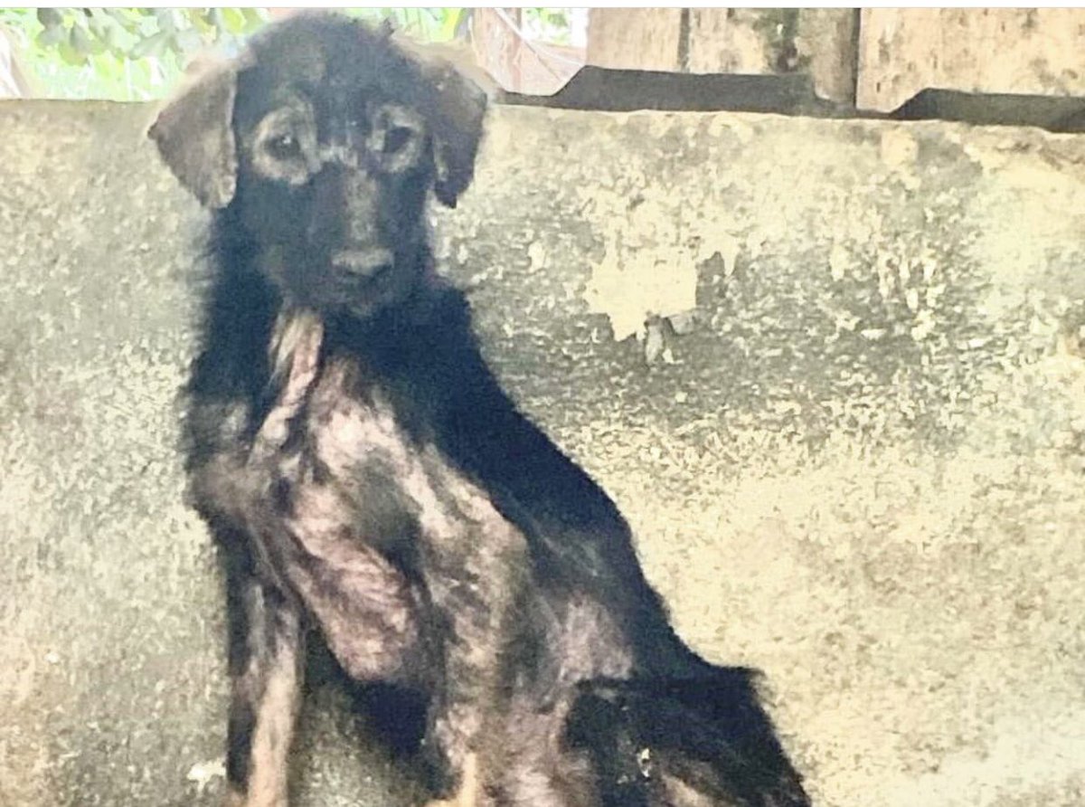 Ju74810119's tweet image. Lembra desse cães de Embu Guaçu, tutor faleceu e ficaram órfãos? Esses animais precisam de cobertores/roupinhas para porte médio e pequeno. O inverno não demora a chegar. Ajude, que  Deus te abençoe.
Responsável: Viviane L Belfi, Whats: 11 99135-6011. Pix: 13654598889, cpf
Obg