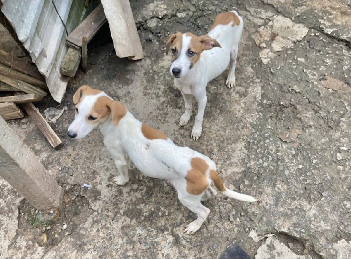 Ju74810119's tweet image. Lembra desse cães de Embu Guaçu, tutor faleceu e ficaram órfãos? Esses animais precisam de cobertores/roupinhas para porte médio e pequeno. O inverno não demora a chegar. Ajude, que  Deus te abençoe.
Responsável: Viviane L Belfi, Whats: 11 99135-6011. Pix: 13654598889, cpf
Obg