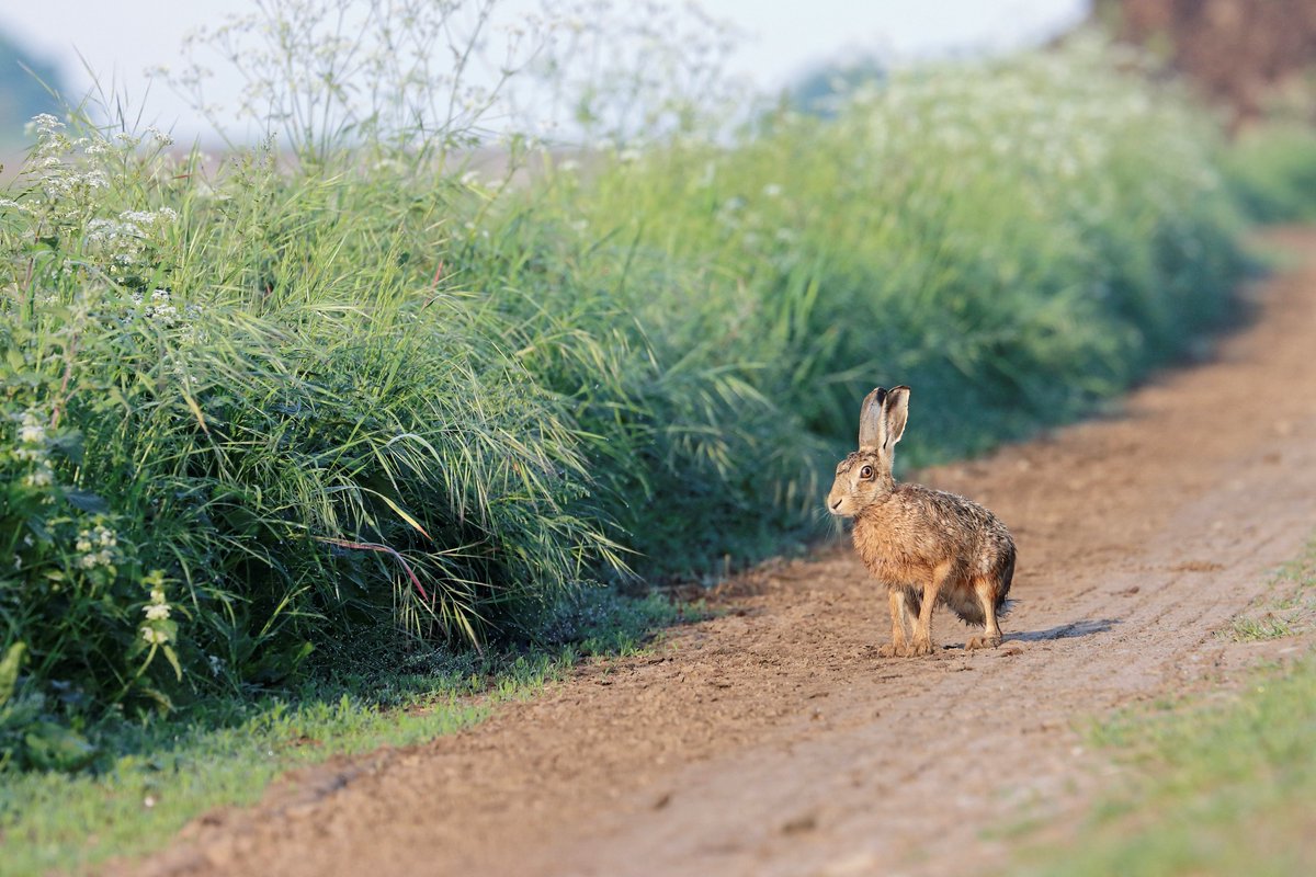 Just having a minute from haring around...
#fsprintmonday
#sharemondays2024
@HPT_Official 
@LincsWildlife