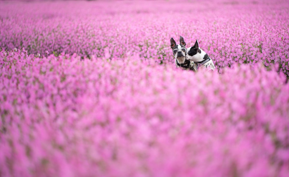 フクロナデシコ
ももいろ花畑

⁡⁡⁡⁡⁡⁡⁡#bostonterrier #キリトリセカイ #ファインダー越しの私の世界 #dogfotography #dogstagram #dogoftheday #dogoftoday #dogenic #inuclub_jpn #alpha_newgeneration #sonyalpha #sonyα ⁡⁡