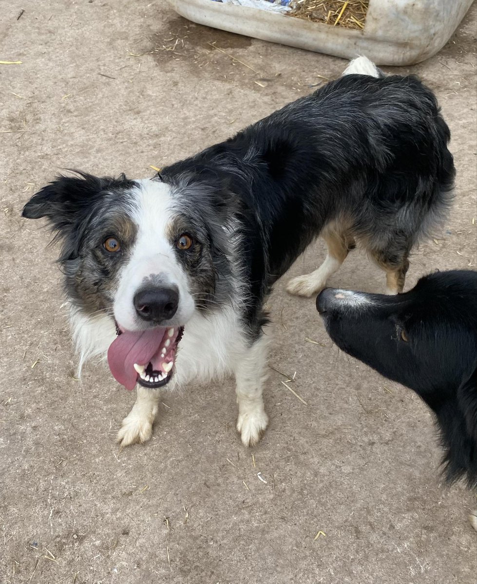 NEW ARRIVAL🐾 Meet 4 year old COBY🖤 This handsome lad was saved by a vet when his ex owners brought him to the vets to put him to sleep 💔 The vet said he was such a lovely boy and got the family to sign him over to them 💙 Lets give him an extra special life saving welcome