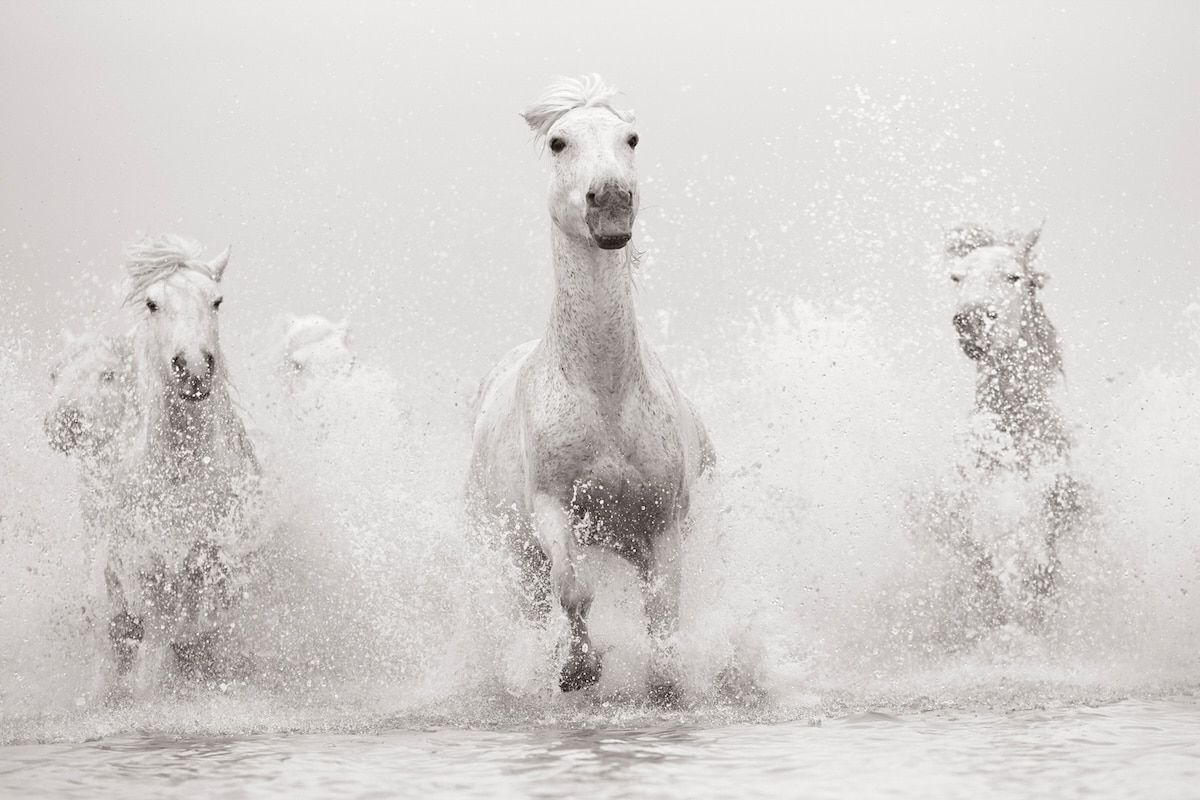 Beautiful Photos Capture the “Untamed Spirits” of Majestic Horses From Around the World mymodernmet.com/drew-doggett-u… #Books #WildlifePhotography