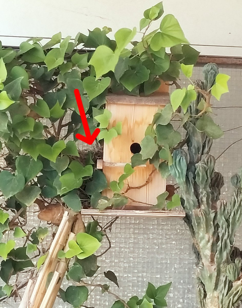 Una coppia di merli hanno fatto il nido, non nella cassetta, perché il buco sarebbe per i passeri, ma fuori, quel mucchio di rametti indicati dalla freccia. Adesso non possiamo più avvicinarci, altrimenti scappano. Mezzo terrazzo inutilizzabile. Però sono carini!