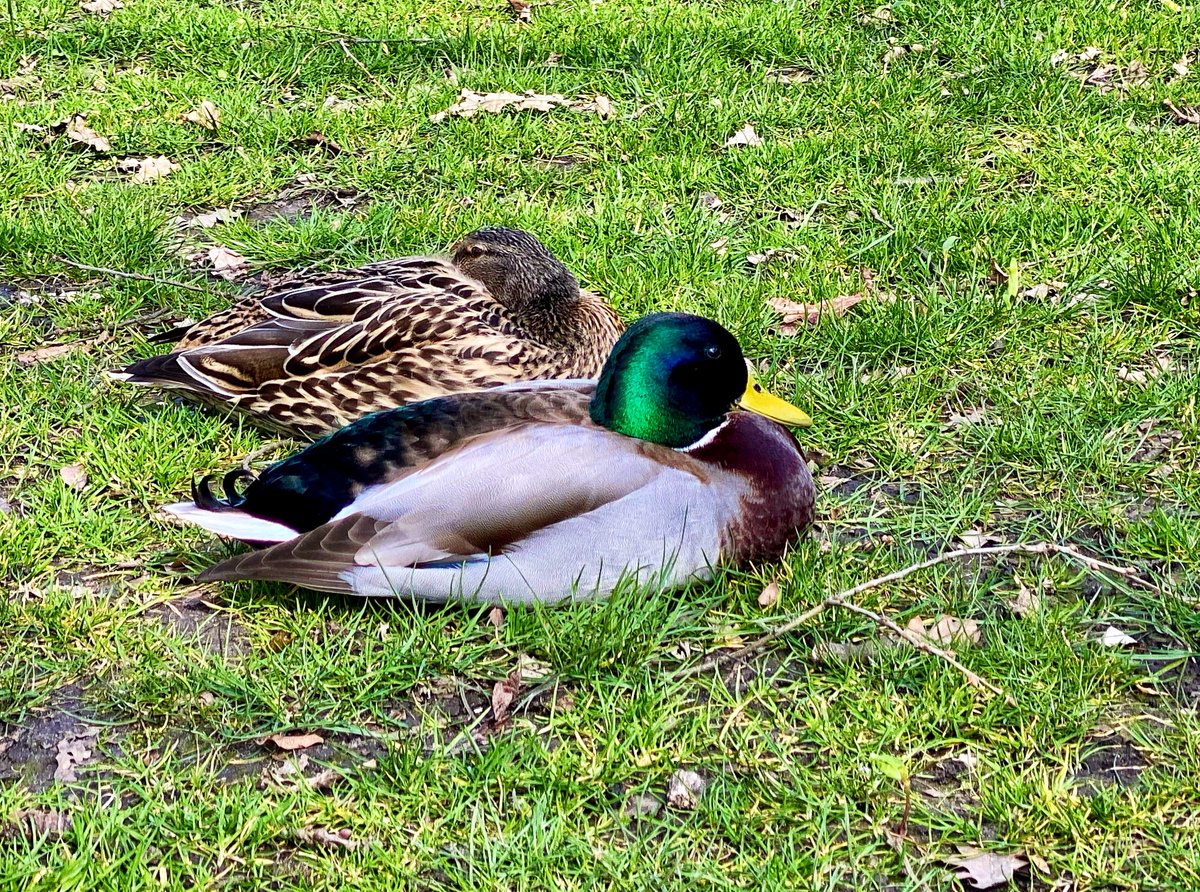 #MallardMonday