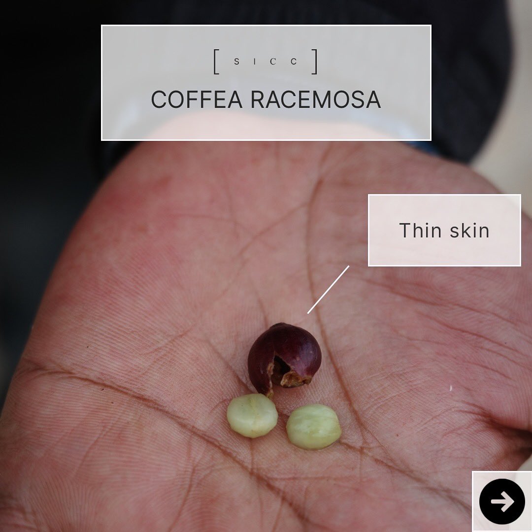sicc_coffee's tweet photo. Original habitat: Coffea Racemosa is endemic to the coastal forests stretching from northern Kwa-Zulu Natal in South Africa, through Zimbabwe, and into Mozambique. It thrives in the wild, particularly in the coastal forests of Lake St Lucia. https://t.co/HDsntxhEsF