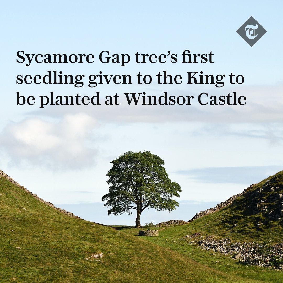 🌱 The King has been given the first seedling from the felled Sycamore Gap tree by the National Trust, with plans to plant it in Windsor Great Park to live on for generations to come. Read more here 👇 telegraph.co.uk/royal-family/2…