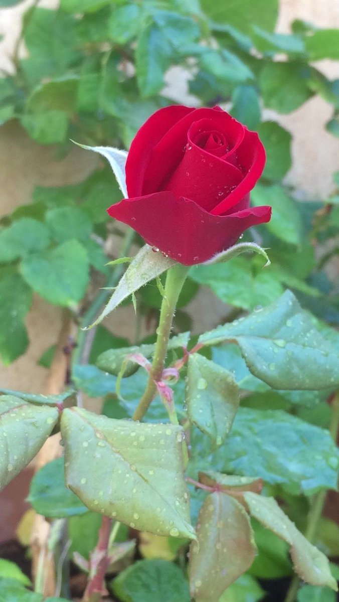 .┏━━━━ ☀ ━━━━┓
🌷Good evening 🌷
┗━━━━ ☀ ━━━━┛