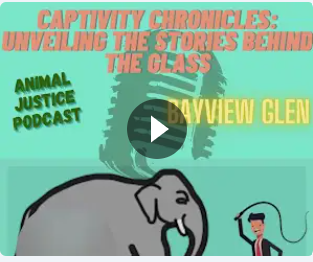 bayviewglenps1's tweet photo. Check out our first podcast on Animal Justice created by our Grade 6 students. Click the link below to tune in!!!
https://t.co/aco9bxuNFg
#animaljustice #humancanada #zoocheck @YRDSB #animalalliance @Whale_Sanctuary https://t.co/uAh7ogtsnE