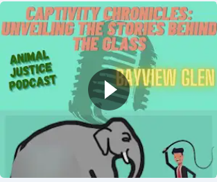 Check out our first podcast on Animal Justice created by our Grade 6 students. Click the link below to tune in!!! instagram.com/reel/C7ePcC9AO… #animaljustice #humancanada #zoocheck @YRDSB #animalalliance @Whale_Sanctuary