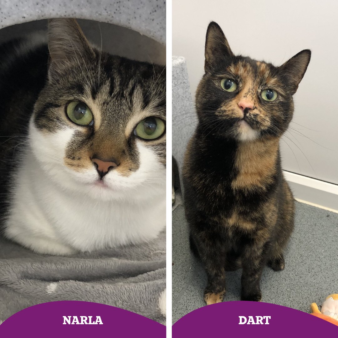 Narla & Dart have been reserved 😻