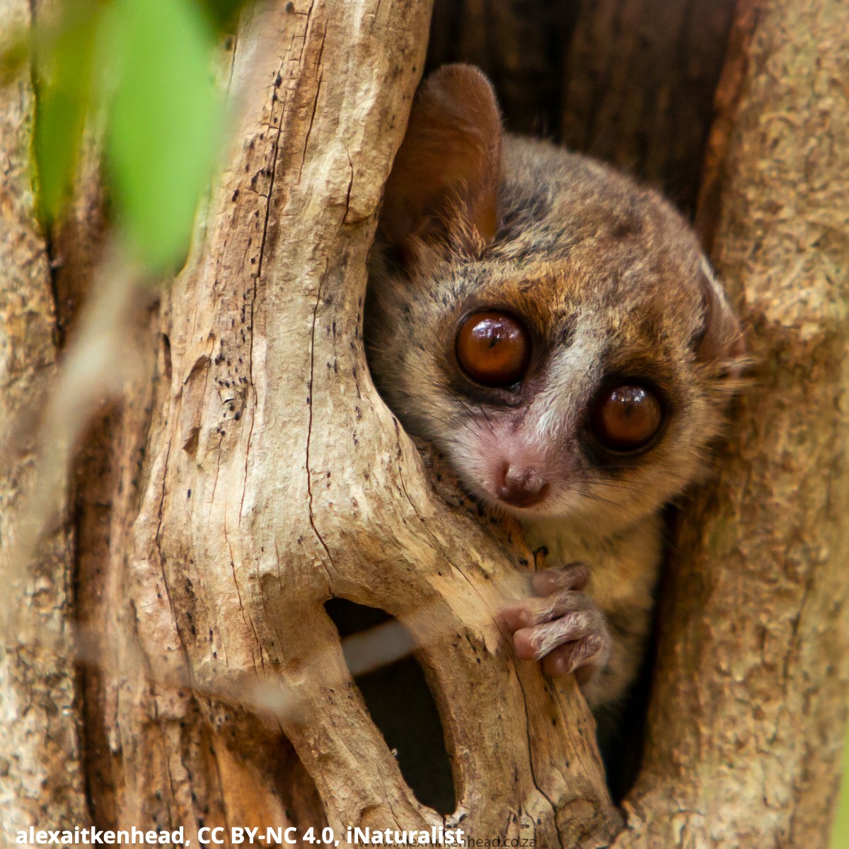 Meet the gray mouse lemur! It’s one of the smallest primates alive today, with a body size of ~5 in (13 cm) long & an average weight of ~2 oz (28 g). This member of the Microcebus genus inhabits Madagascar. The nocturnal critter feeds on plants, insects, & small invertebrates.
