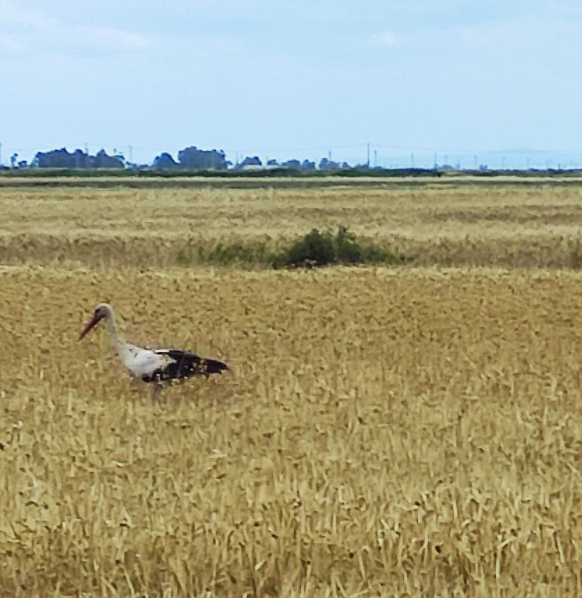 Barley #harvest in the province of #Foggia #Italy with an exceptional spectator today...a beautiful stork 😊

(maybe did she hide in the field the human baby she was carrying in his beak? 😎😁😃)