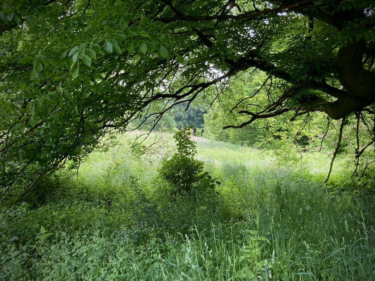 #SeftonPark 
Looking particularly verdant today. ❤️ low-mow / no-mow 🌸
#Parklife