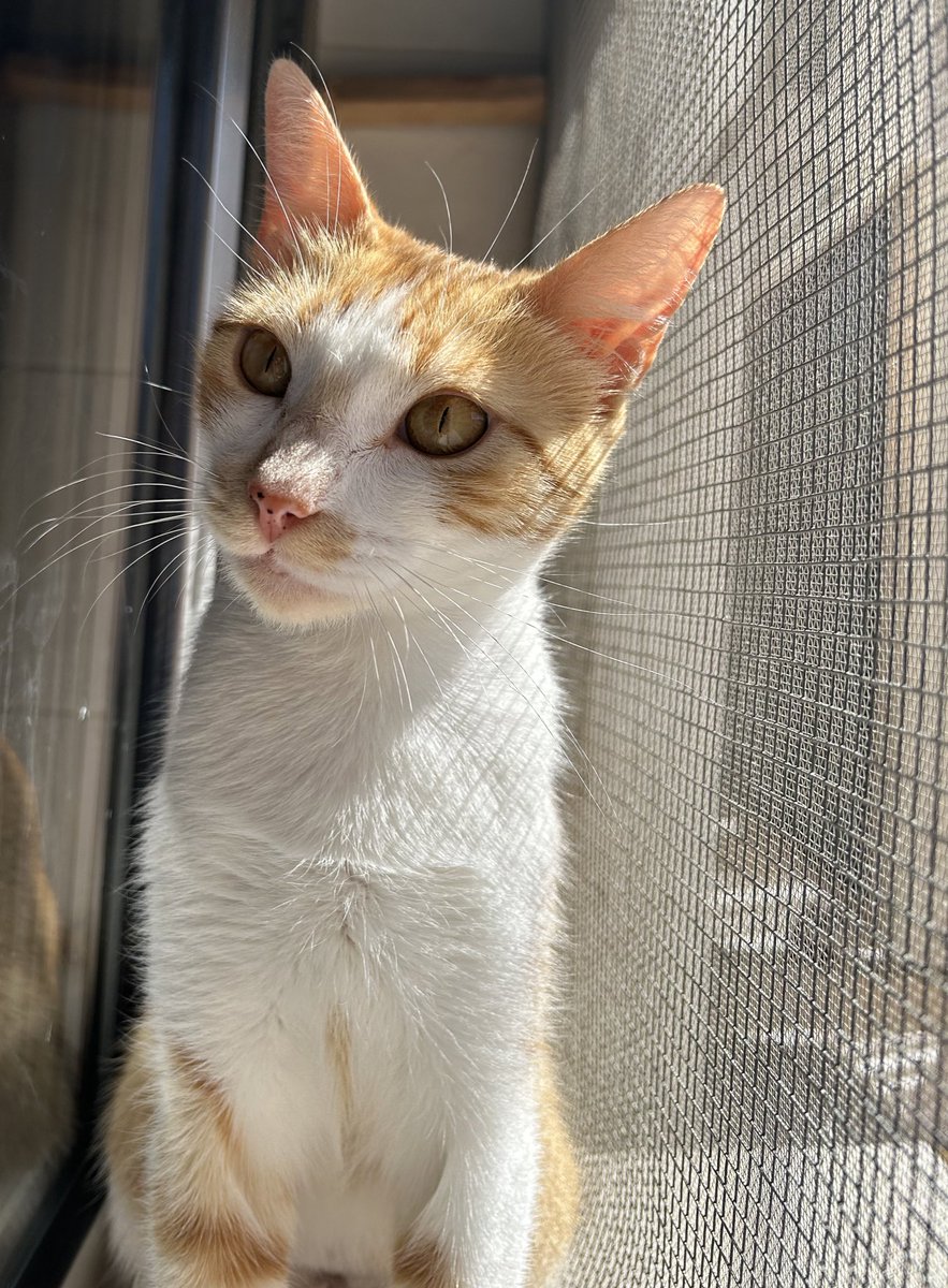 franri05's tweet photo. Lucy está en adopción 💘

Se encuentra en Sevilla 📍 pero puede viajar ✈️

Es tremendamente buena, busca mucho cariño, dormir encima tuya y le encanta el sol ☀️ 

📞Contacto: 638653107 https://t.co/MI7smCu8iH