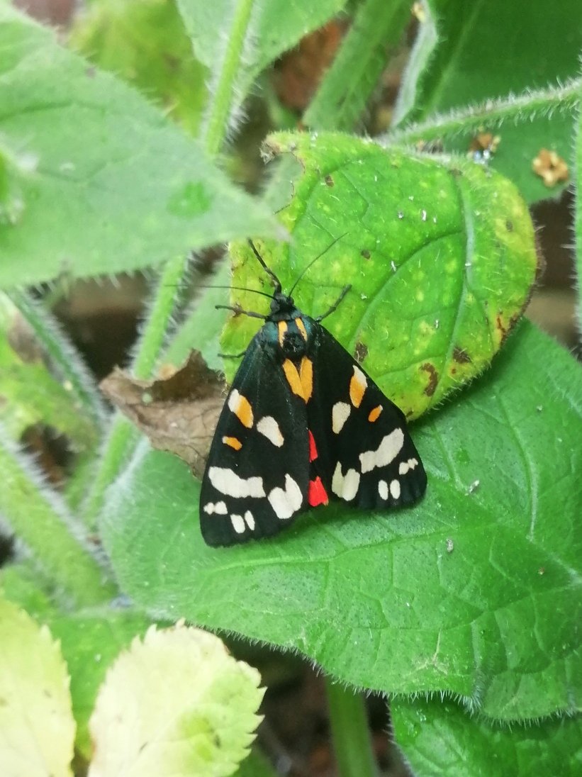 A Scarlet Tiger shelters amongst Green Alkanet (a larval food plant). As the fortunes of the Garden Tiger decline, the Scarlet & Jersey Tiger are becoming more frequent. Climate change & urbanisation? @savebutterflies @Buzz_dont_tweet @KentFieldClub @Britnatureguide @KentWildlife