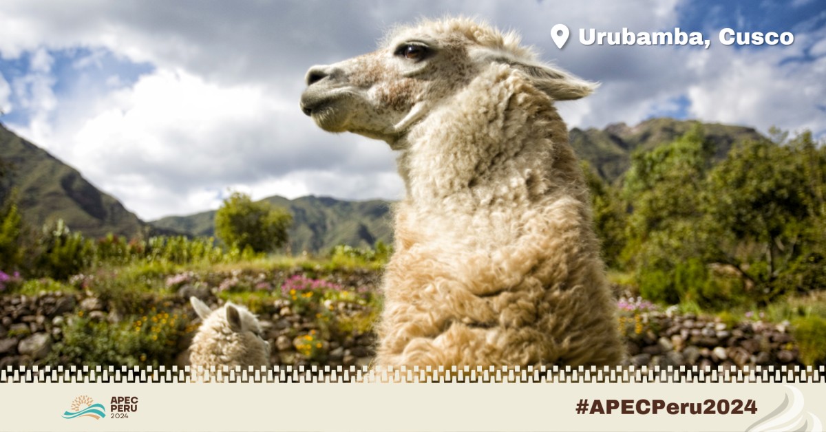 🦙 Urubamba (#Cusco) is hosting the @APEC Senior Finance Officials Meeting (#SFOM) and related events from May 27-30.

👉 Find out what other events are taking place in Cusco and other #Peru cities at apecperu.pe/2024/en/events

#APECPeru2024: #Empower, #Include, #Grow