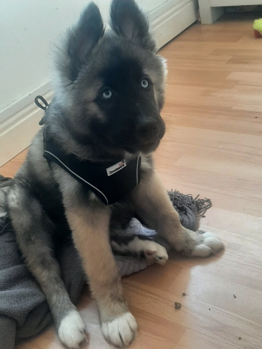 Genji in his harness #Dog #DogsOfTwitter #PuppyOfTheDay