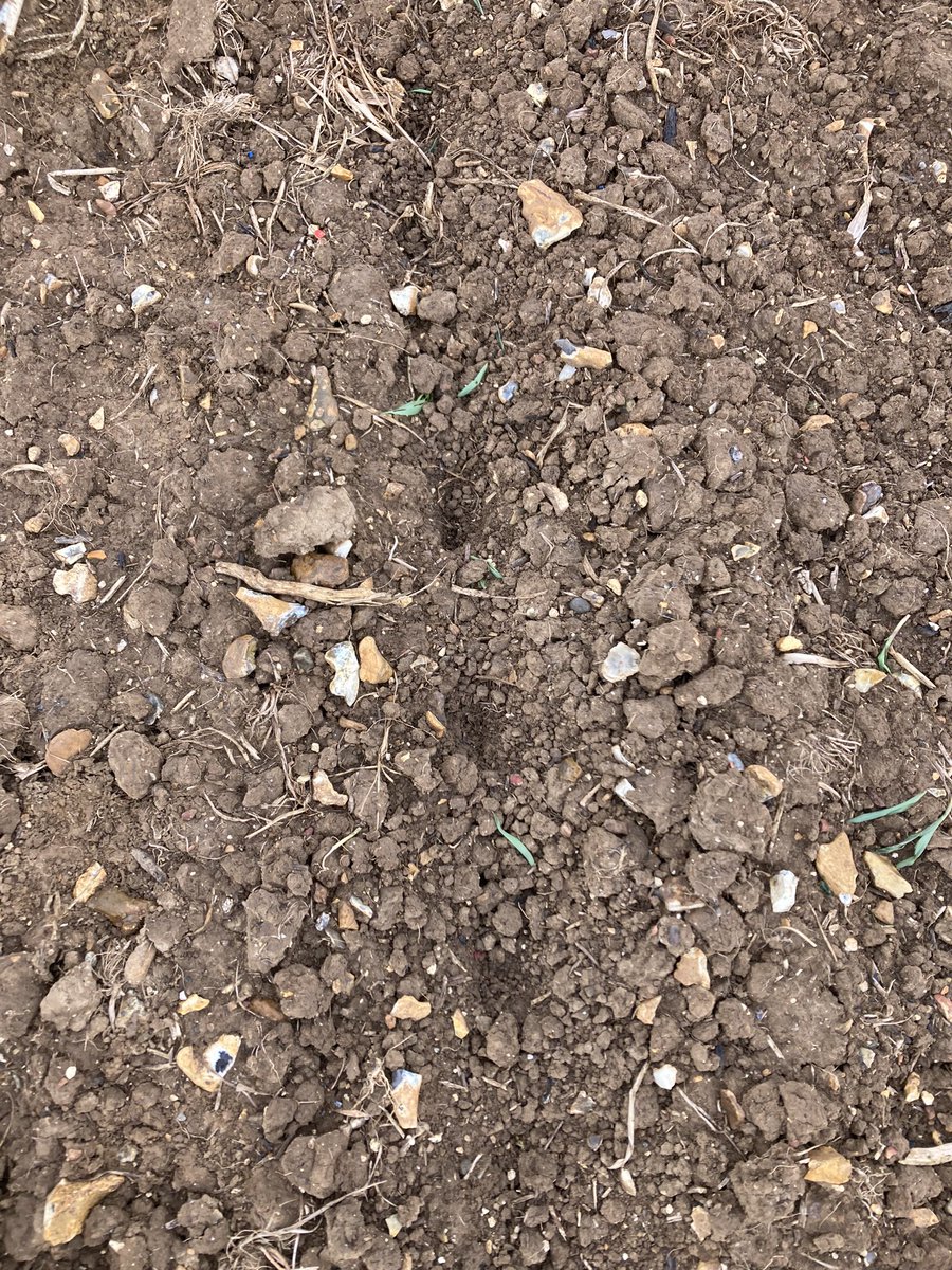 Visite des 1ers essais #maïs 🌽 <a href="/DEKALB_FR/">DEKALB-FieldView by Bayer France</a> semés > quelques attaques de limaces et de corbeaux .. 😫😫 Sinon ça file ! 💪 #ceuxquifontlesessais