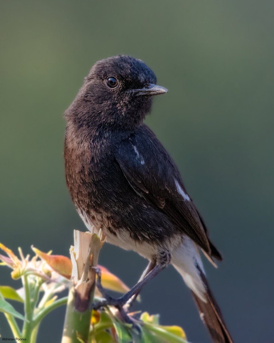 abhinavpoonia's tweet photo. Pied Bush Chat by Bird photographer Abhinav Poonia  
#bird #wildbird
#wildbirds
#birding #birdingphotography
#birdingdaily
#birds_illife
#birds_brilliance
#bird_brilliance #birds_bees_flowers_n_trees #birdsonearth
#birdsphotography
#birdsplanet
#birdplanet https://t.co/V7GZG308IC