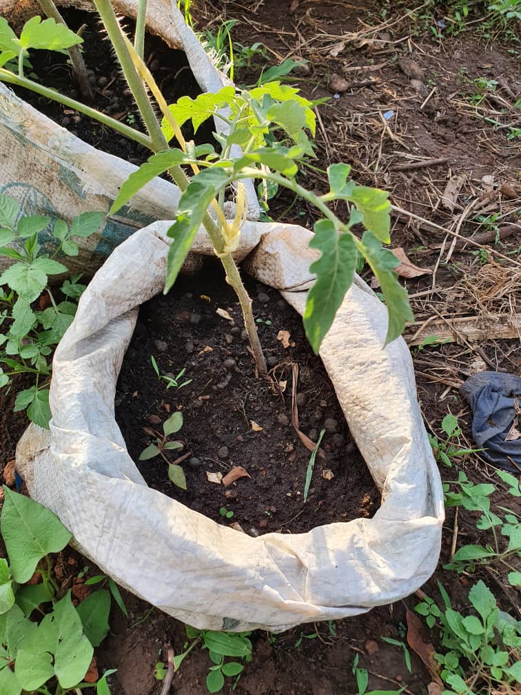 Fird Uganda (@firdug2015) on Twitter photo The role of communities especially women in planting and protecting indigenous seeds and plants has never been more crucial. <a href="/firdug2015/">Fird Uganda</a> continues to encourage community members to plant and protect the seeds and plants that are becoming extinct. The role of communities especially women in planting and protecting indigenous seeds and plants has never been more crucial. <a href="/firdug2015/">Fird Uganda</a> continues to encourage community members to plant and protect the seeds and plants that are becoming extinct.