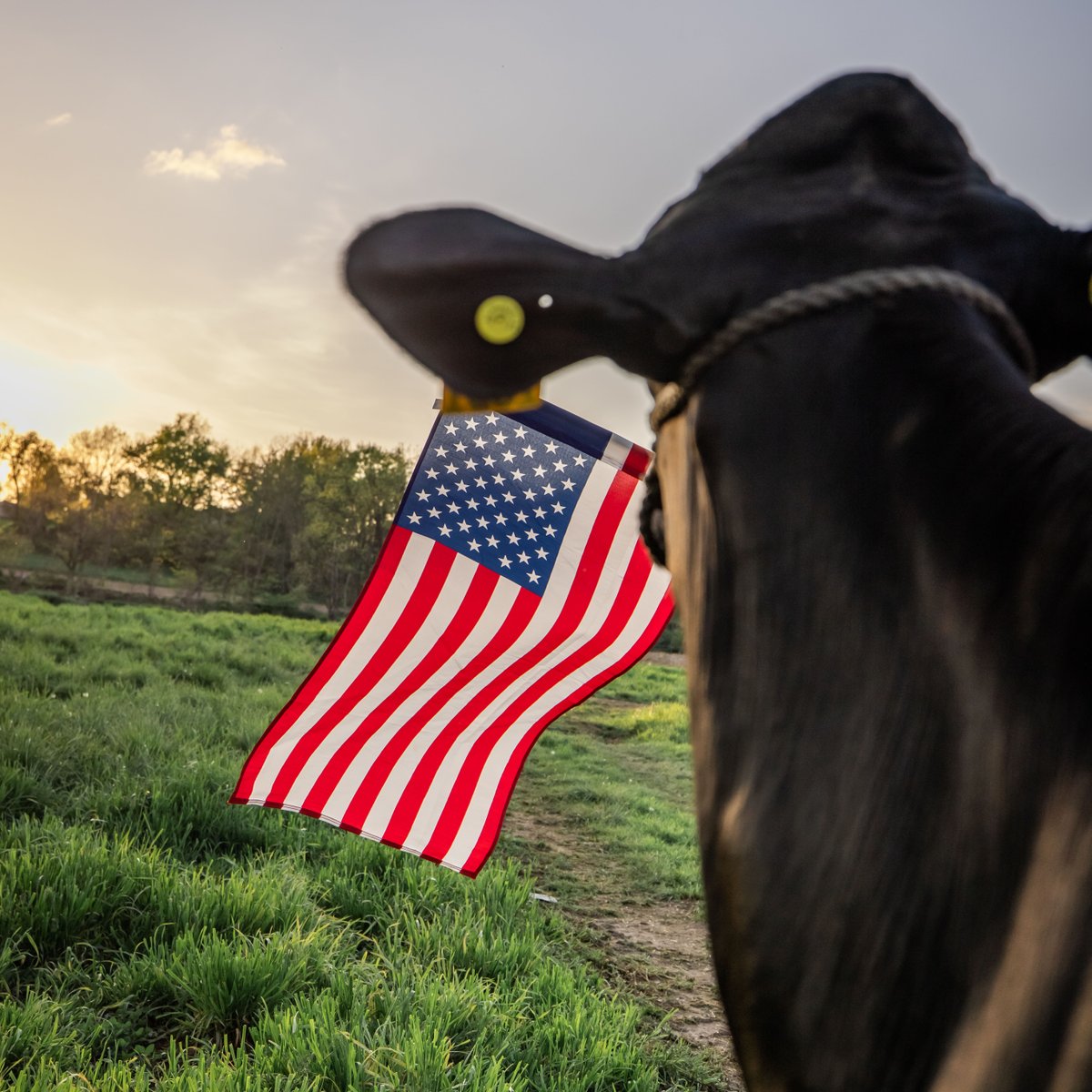 On this #MemorialDay, we recognize the people who gave their lives to protect our country and its freedoms. 

Thank you to those individuals who sacrificed all and to the families who are remembering those servicemen and servicewomen today.