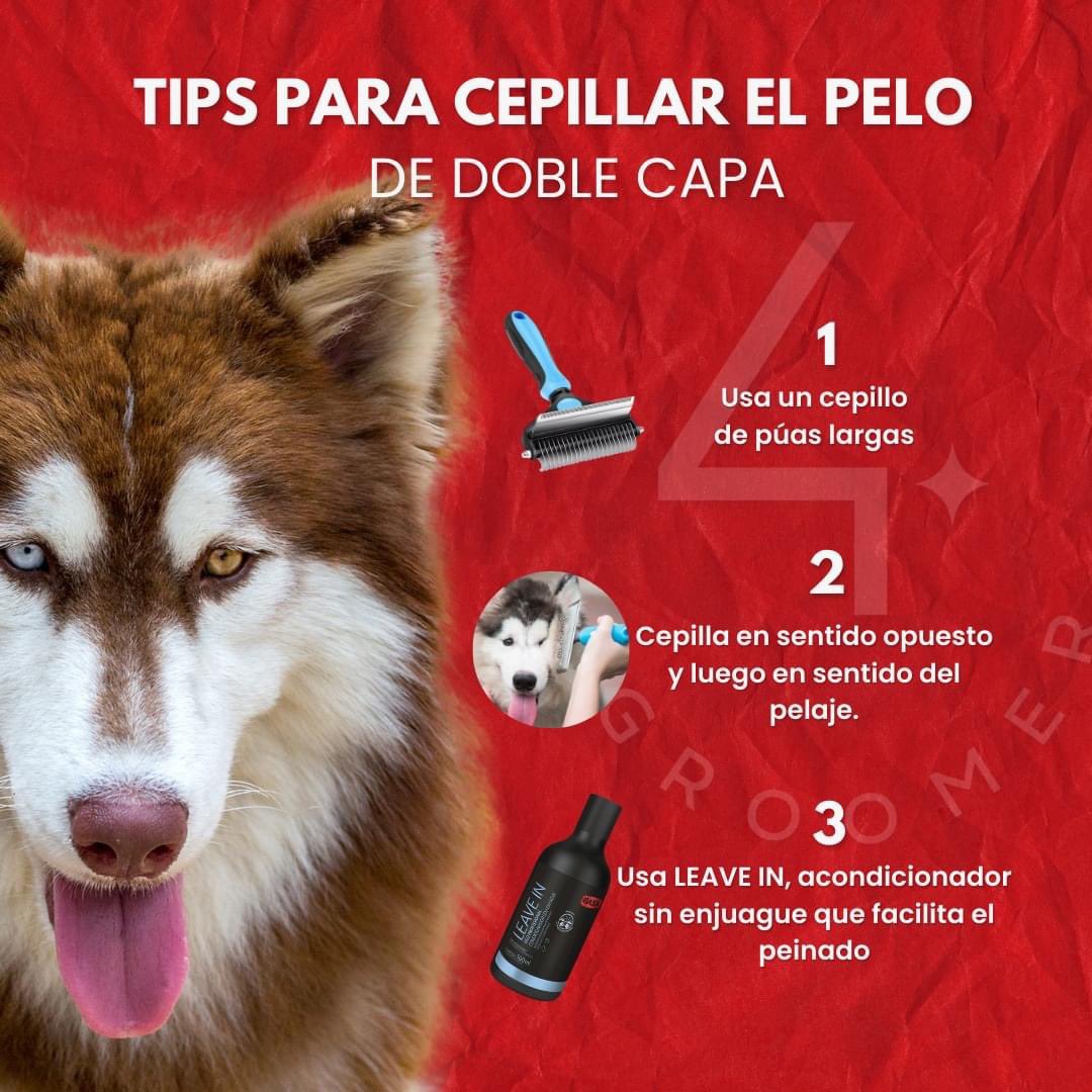 Las razas de perros de doble capa son aquellos que cuentan con una densa capa de pelo lanoso debajo del pelo de cobertura. Un manto de pelo conocido como subpelo que resulta muy útil para proteger la piel del frío extremo.
#razasdegatos #gatoslindos #ibasalatinoamerica #4groomer