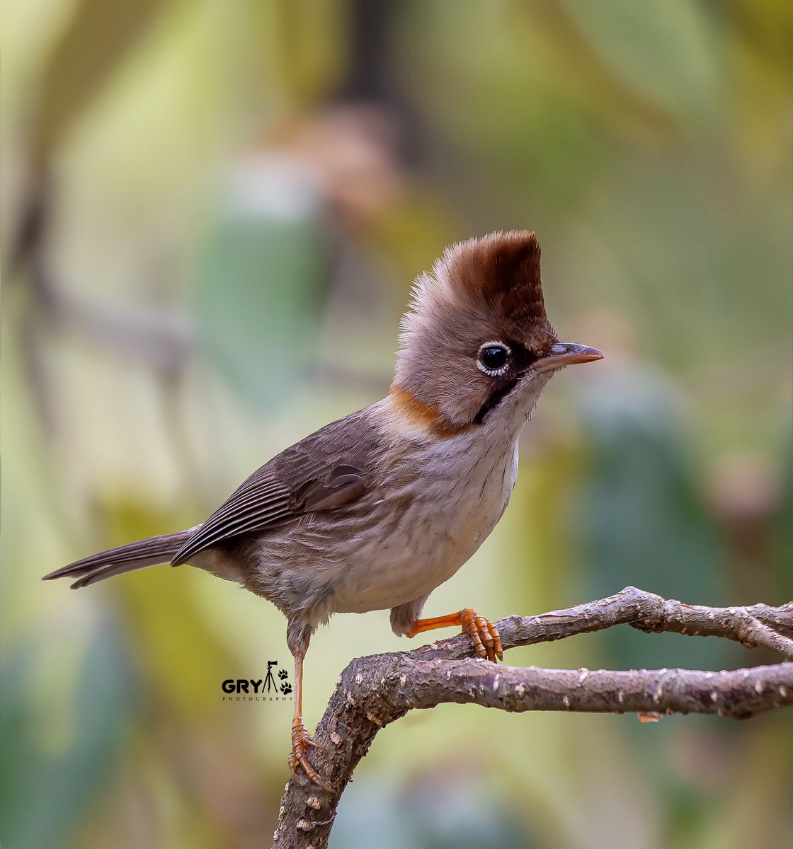 GRY7474's tweet photo. Whiskered Yuhina©️Gaurav Yadav

#beauty #birds #PhotoOfTheDay #birdphotography #BirdTwitter #IndianBirds #NaturePhotography #birdsofindia #BirdsSeenIn2023 #naturelover #natgeo #nikonasia #avibase #birdsofafeather #birds_lover #bestbirdshots #oirdsportrait #photochallenge https://t.co/kgTWveZjzl