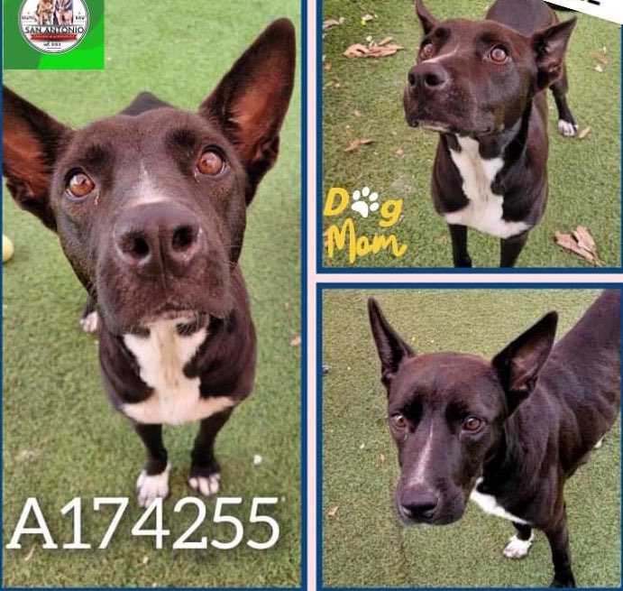 🆘 DOG MOM JANIE #A714255 (2yo) & HER 7 BABIES ARE TBK TMW 5.28 BY SA ACS #TEXAS‼️ 🚸Actively nursing litter: #Rescue &/or #Foster only 📧 acsrescue-foster@sanantonio.gov Gentle, sweet, playful, friendly, smart, good listener, fast learner She loves humans, dogs not so much