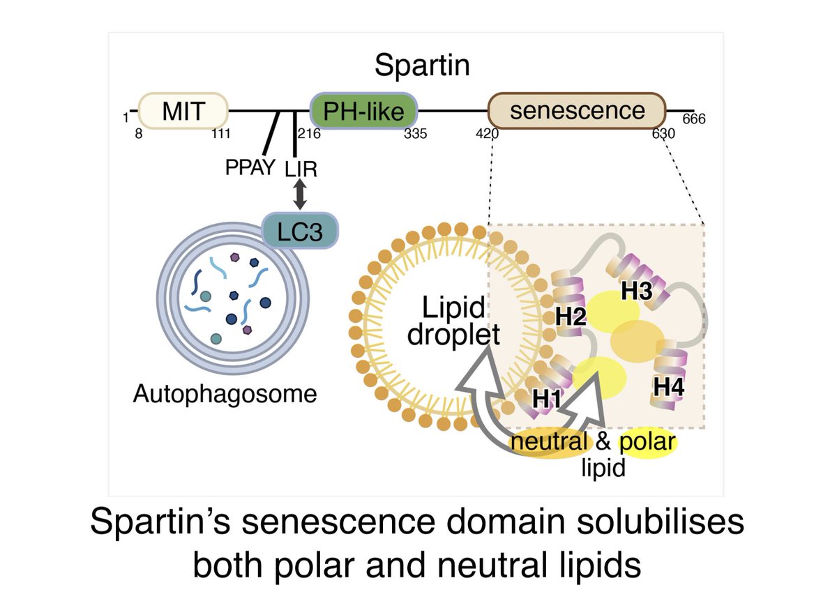 Yaoyang Zhong, PhD student in my lab, &amp; I have a new News and Views in <a href="/ContactCTC/">contactctc</a> about the discovery by Karin Reinisch's team (Yale) that the senescence domain in Spartin is a lipid transfer protein doi.org/10.1177/251525…

The original work is in PNAS: pnas.org/doi/10.1073/pn…