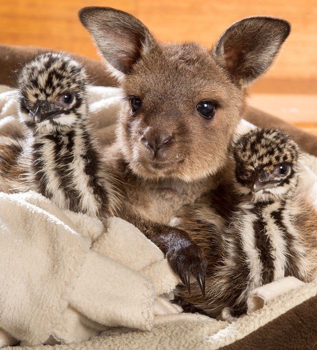 Baby Kangaroo welcomes rescued Emu Chicks.🫶