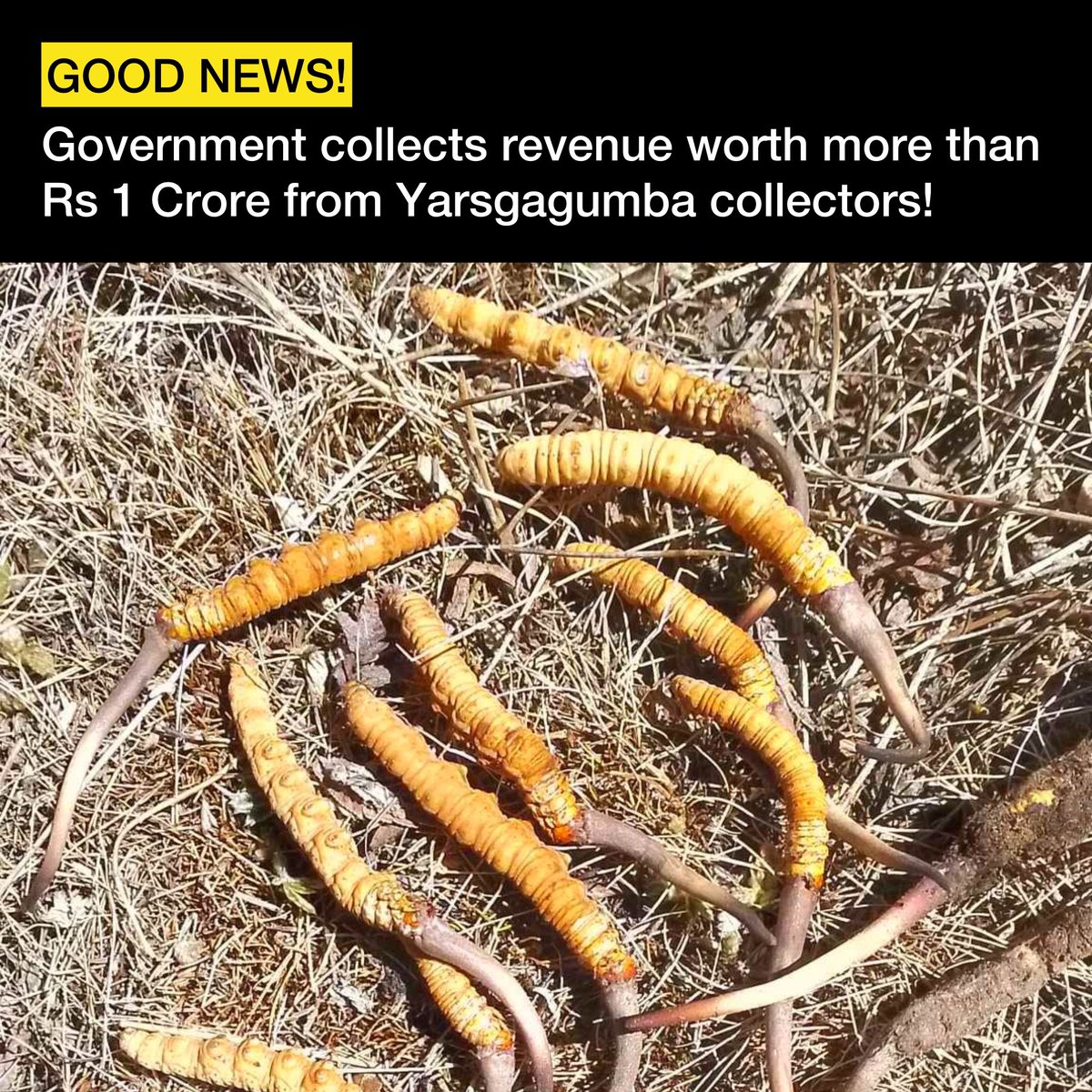 GOOD NEWS: The government has collected about Rs 1.25 crore from those who go to pick the precious herb Yarsagumba. According to the Shey-Phoksundo National Park office, 7,400 people have come to collect Yarsagumba in Dolpa. This revenue is only from the Dolpa district.
