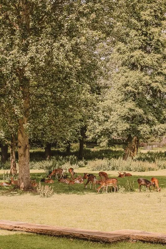 Magdalen College Deer Park, Oxford 🤎 Cottagecore + Dark Academia