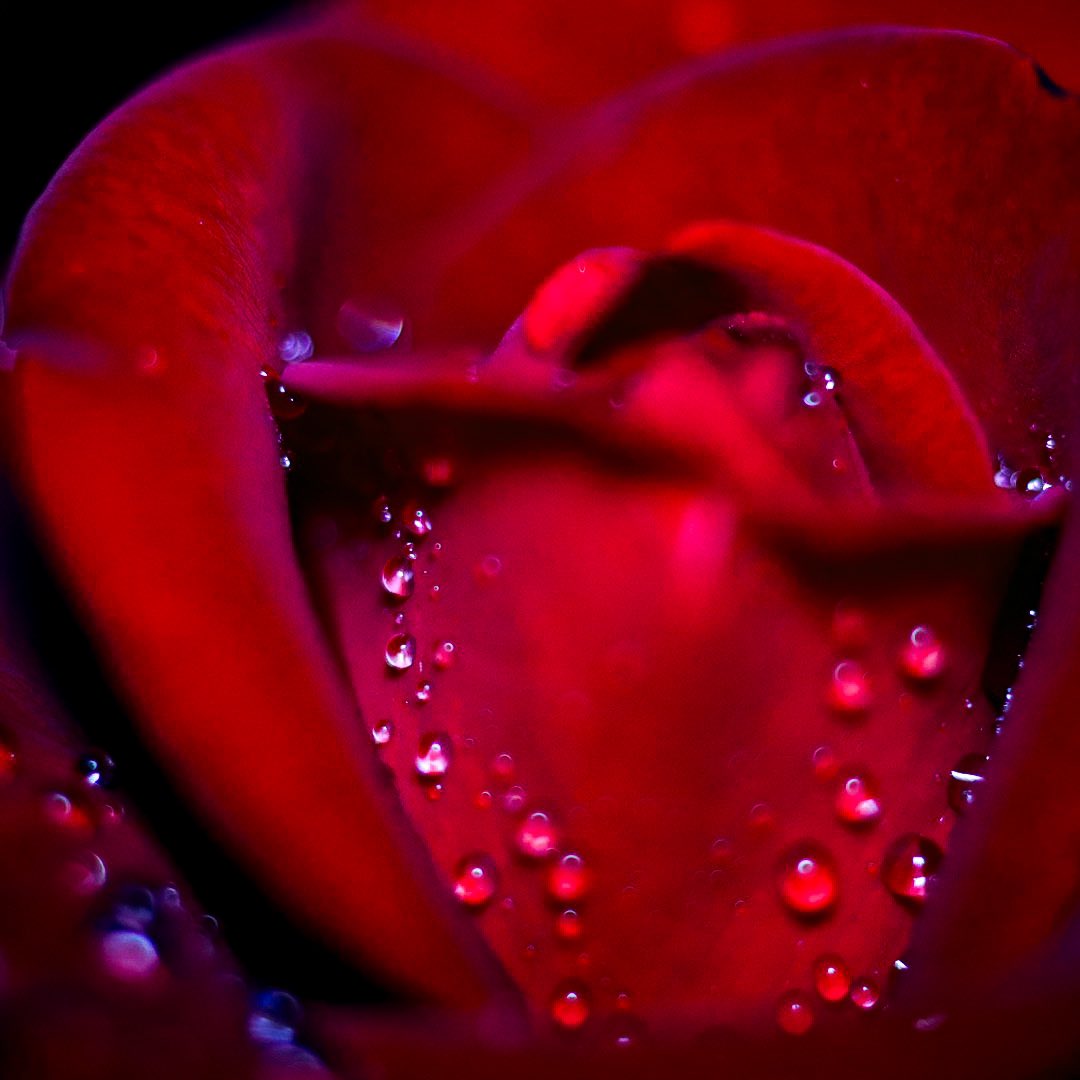 赤い薔薇を素敵な女性と例えるなら
飾られた雫はネックレス

#薔薇 #薔薇の花 #Rose #雨上がり #雫 
#一眼レフ
#ファインダー越しの世界
#ファインダー越しの私の世界 
#その瞬間を切り撮って 
#その瞬間に物語を 
#より一層の美しさを 
#カメラを止めるな  #きりとりせかい 
#私の花の写真
