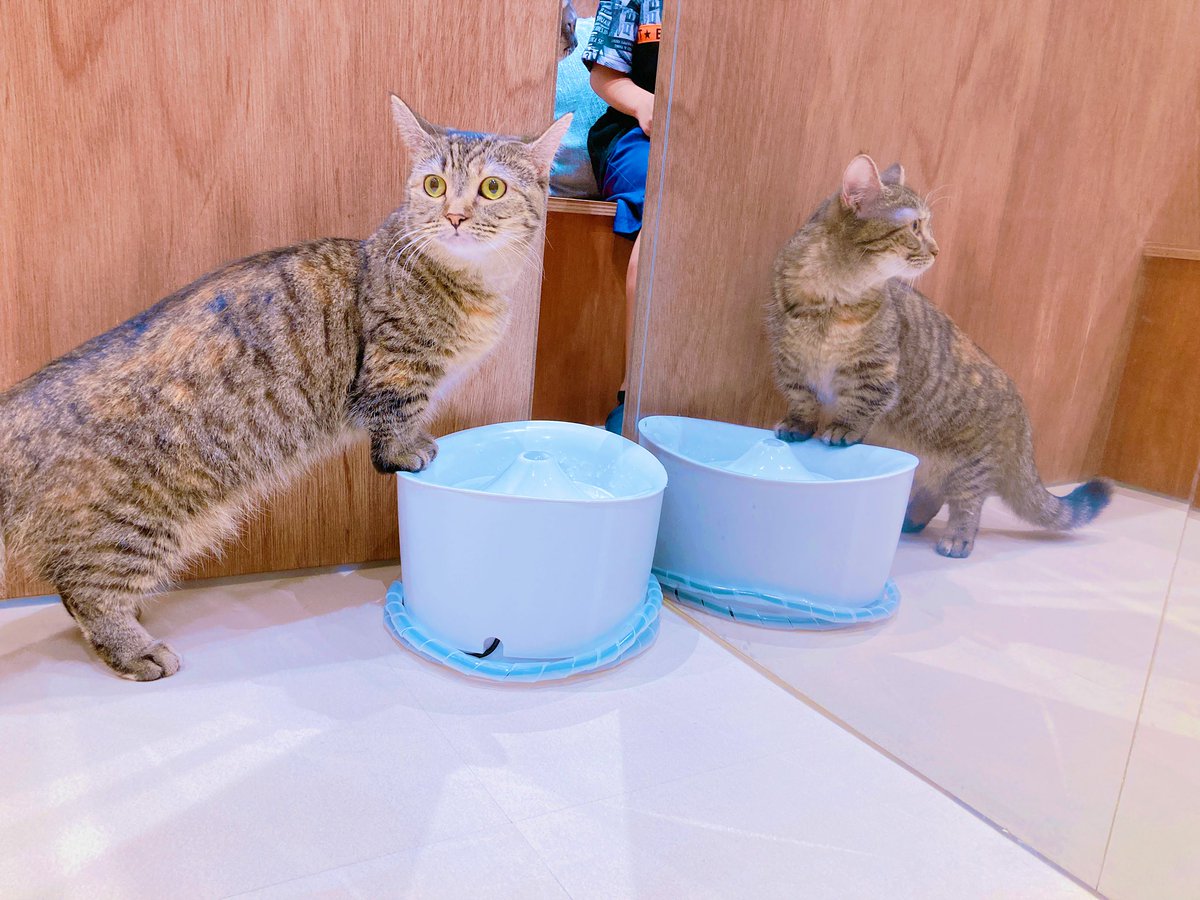 yuca1875699's tweet photo. 初めての猫カフェで癒されてきた🐈
#やっぱり猫がすき https://t.co/Lp1Csit5be