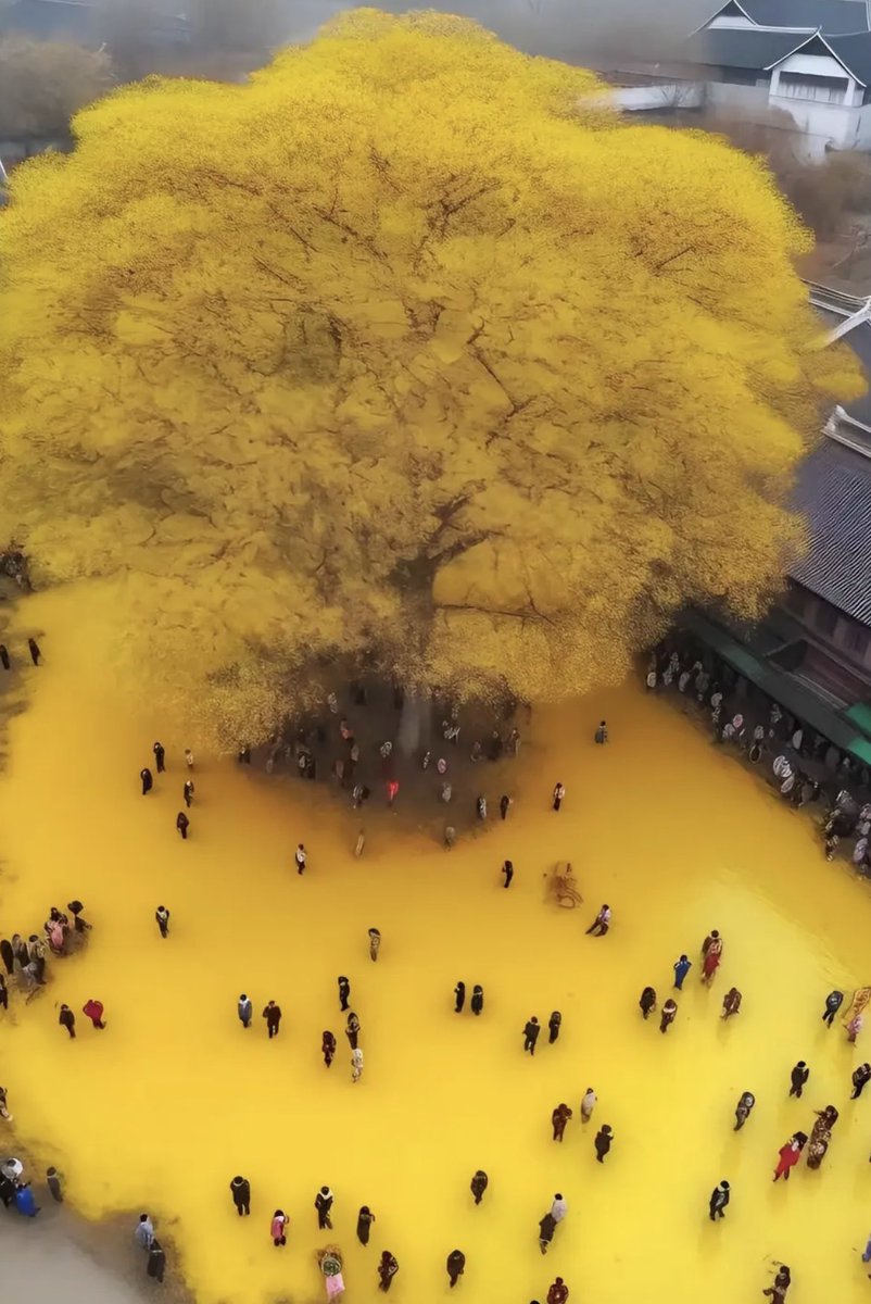 When the largest Gingko tree sheds its leaves..