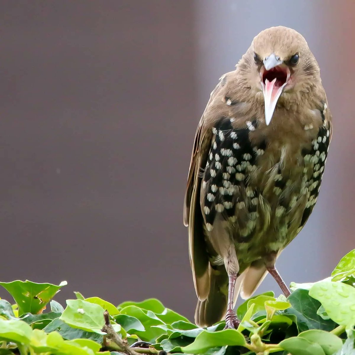 A gorgeous juvenile Starling 🥰 #birdphotography #BirdTwitter #BirdsOfTwitter #NaturePhotography @Natures_Voice