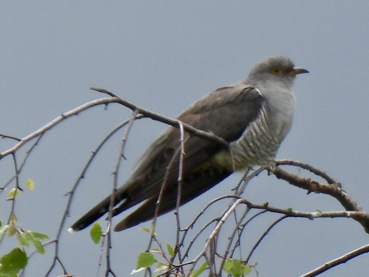 marburypatch's tweet image. Cuckoo on Ashtons Flash today also present was the Hobby and Marsh Harrier @marburypatch