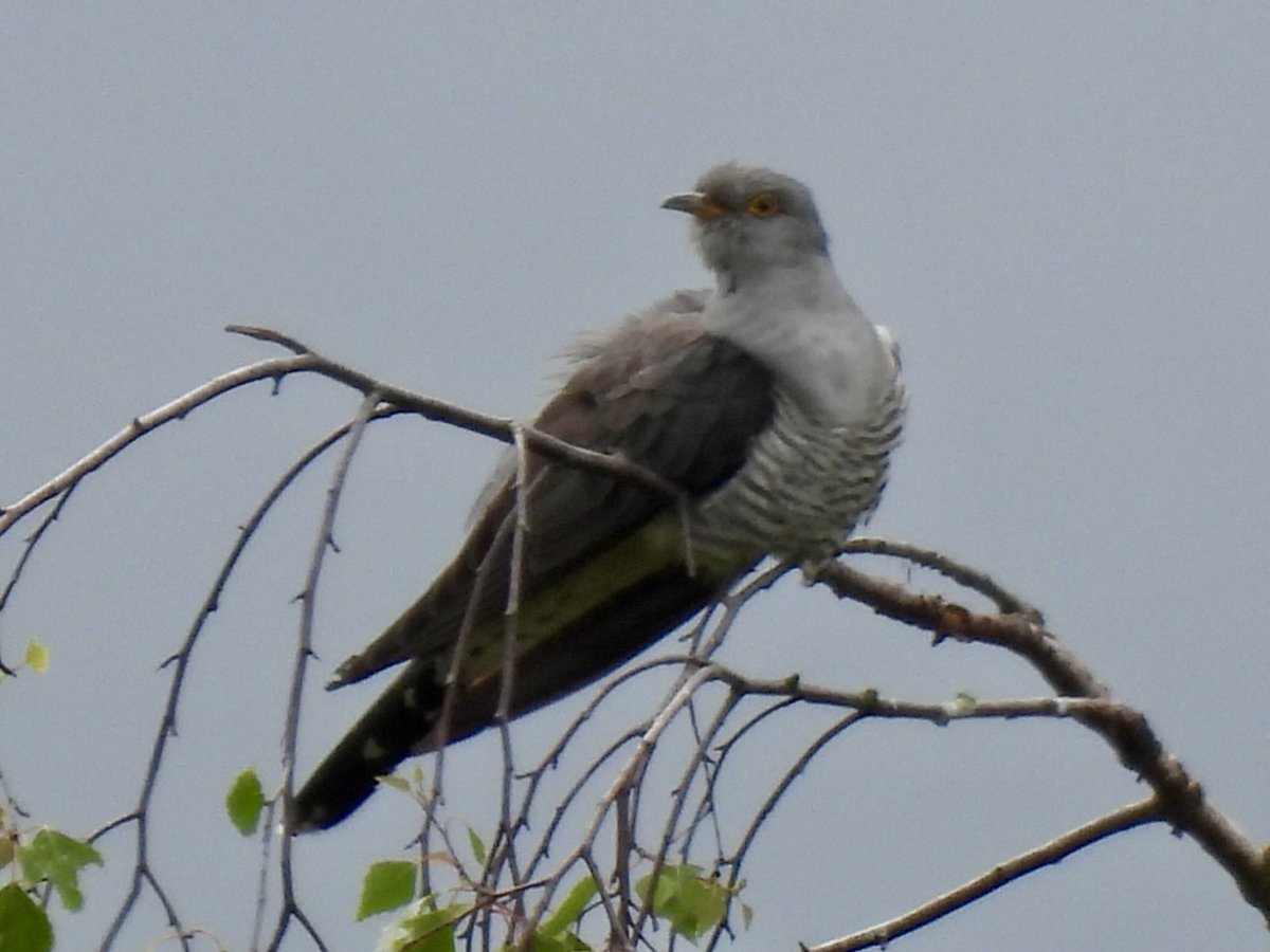 marburypatch (@marburypatch) on Twitter photo Cuckoo on Ashtons Flash today also present was the Hobby and Marsh Harrier <a href="/marburypatch/">marburypatch</a> Cuckoo on Ashtons Flash today also present was the Hobby and Marsh Harrier <a href="/marburypatch/">marburypatch</a>