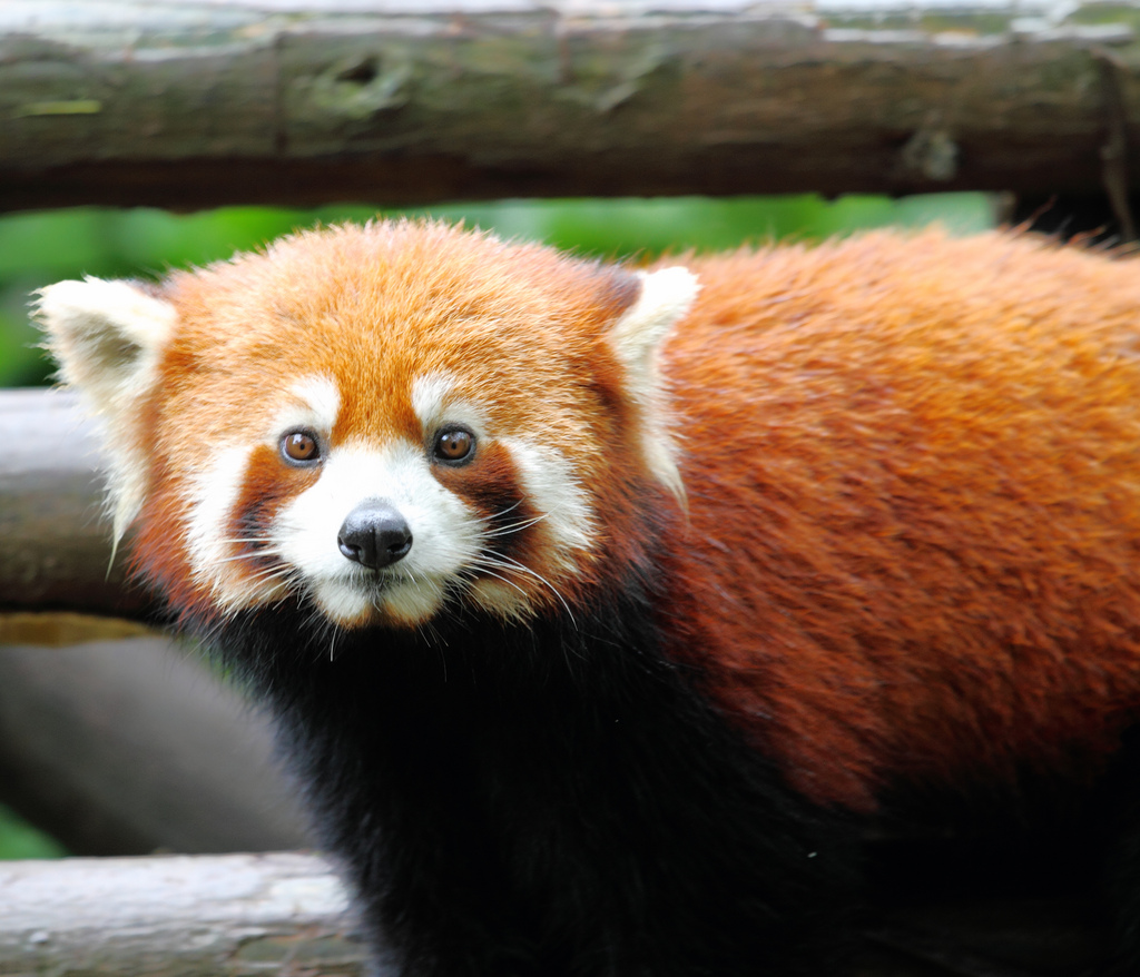 Red Panda Every Hour! (@RedPandaEveryHr) on Twitter photo 2024-05-27 13:46:48