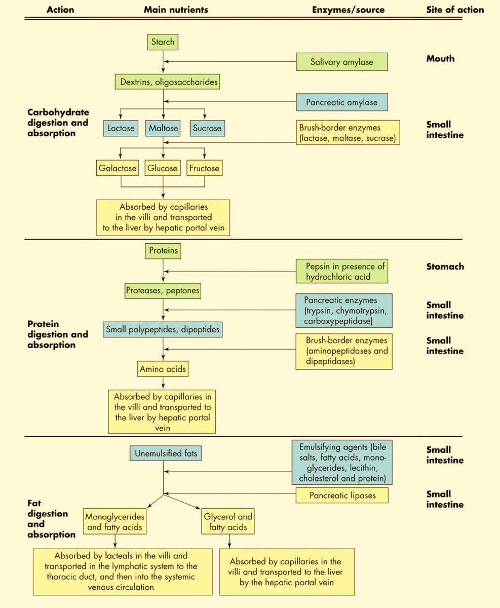 📌 Digestion and absorption of foods @majedalhoriby