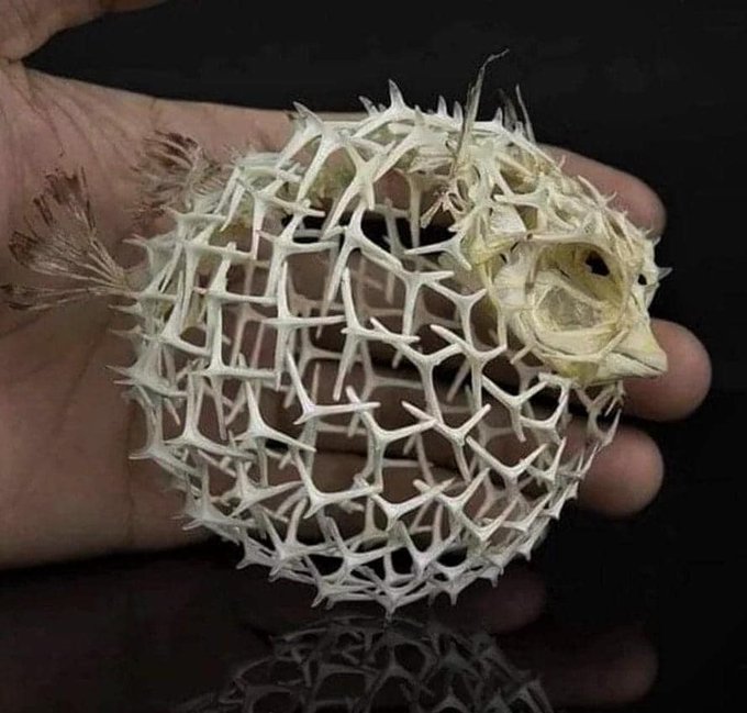 The unbelievable geometry of a puffer fish skeleton. This structure allows them to gain water inside themselves in a moment of danger and inflate. At the same time, the spikes rise and the fish becomes thorny.