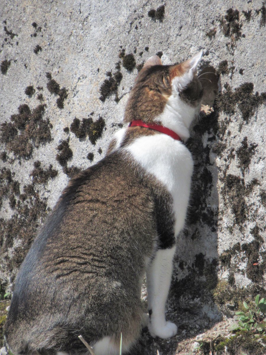 jasper_swiss's tweet photo. In the top 3 things that Jasper loves his lizard-wall would be ranked 3rd, 2nd, and 1st! he would stay there all day if I let him.🦎🧱#CatsOnTwitter, #CatsOfTwitter, #CatsOnX, #LizardWatch https://t.co/k7aaQxGckb