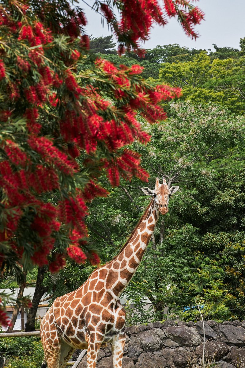 マリアとブラシノキ

#到津の森公園
#アミメキリン