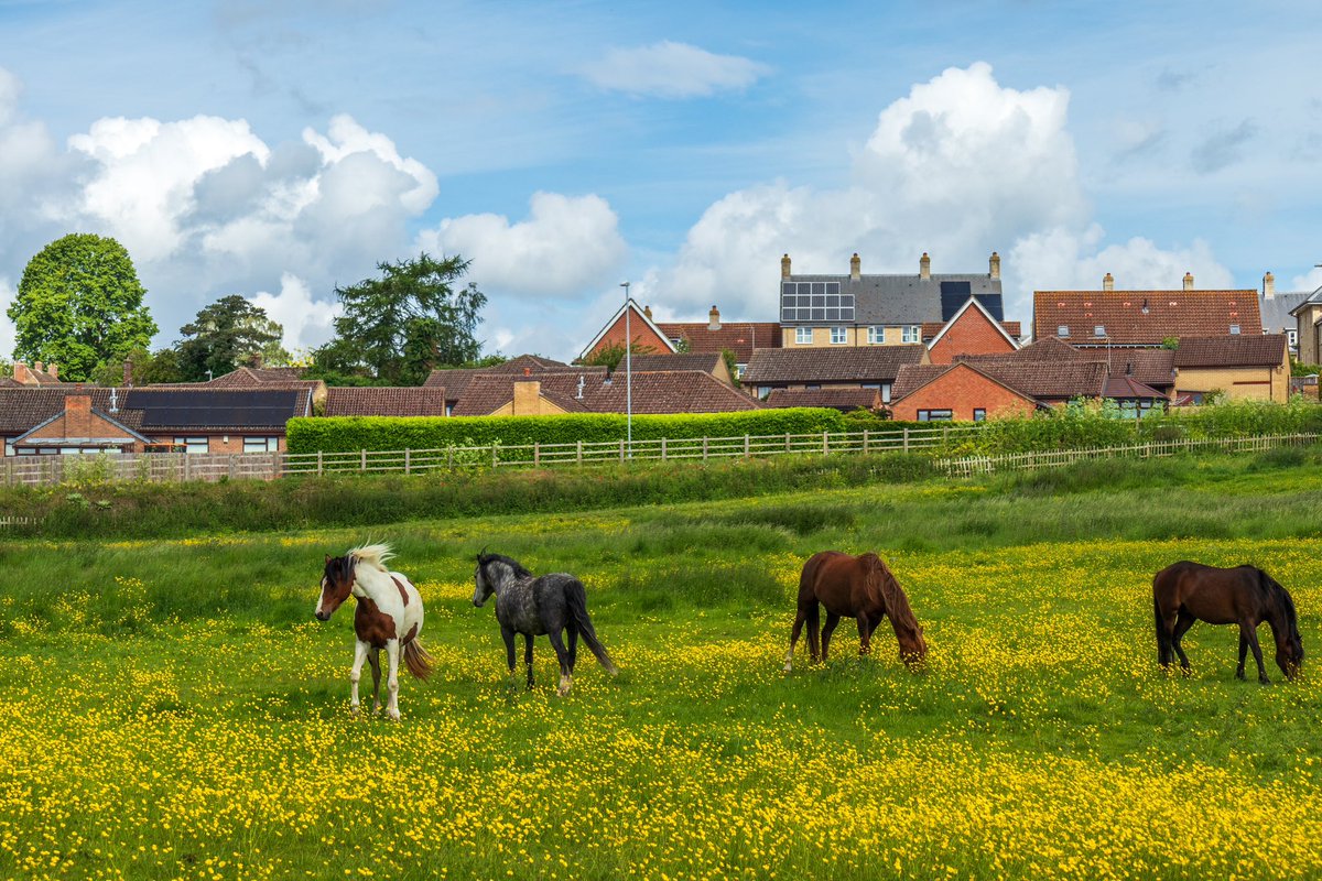 Horses in the buttercups this morning in Ely @ElyPhotographic @SpottedInEly @StormHour @ThePhotoHour @WeatherAisling @ChrisPage90 #loveukweather #wildflowerhour @NearbyWild