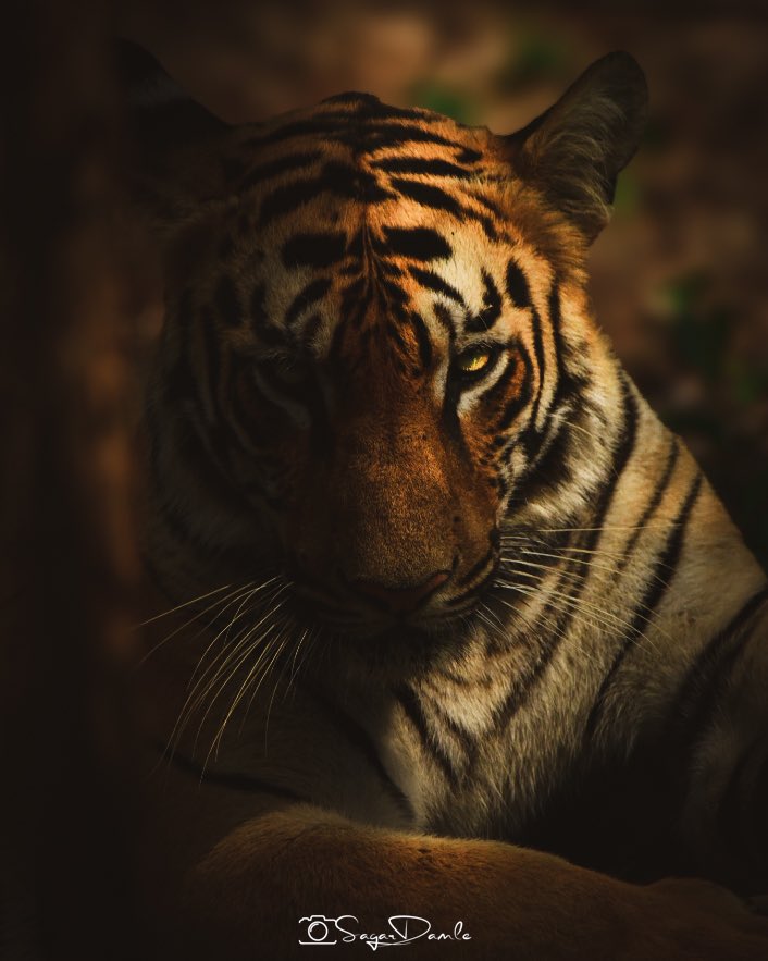 Last one slot available for 5-8th June tour of Pench and 9-12th June tour of Kanha. Post 1st July the tiger reserves will be closed and dynamics will change. Don’t miss the season closure :-) #PixelStripes #BeWildLiveWild